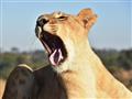 Môžete navštíviť aj projekt na ochranu levov, ktorý vypúšťa levy do súkromnej rezervácie a poskytuje
