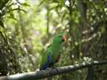 Toto nie je rajka, ale papagáj Ladniak (Eclectus roratus). Samec je zelený a samica červená. No pozn
