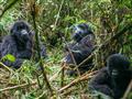 foto: Ľuboš Fellner - BUBO - v Rwande je možné navštíviť 9-11 gorilích rodín. Je to najviac zo všetk