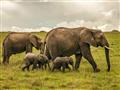 Masai Mara je len naša. Hľadáme stáda slonov potulujúce sa savanou