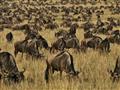 Migruje tu 1,2 milióna pakoní, 500 tisíc zebier a 400 tisíc gaziel. Mimo migrácie sa v parku rovnako