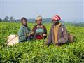 foto: Martin Hrnko - BUBO - Rwanda je známa produkciou kvalitného čierneho čaju. Plantáže sa nachádz