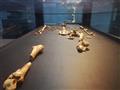 Jedným z takýchto exponátov sú aj pozostatky Lucy, asi najslávnejšej prehistorickej ženy. foto: Fran