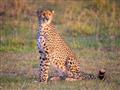 Gepardy často vídame na savane v Masai Mare priamo pred našou najobľúbenejšou lodge. Je tu množstvo 