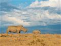 Nosorožce patria k najohrozenejším zvieratám Afriky a venuje sa ich ochrane mimoriadna pozornosť. Ve