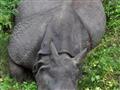 V Chitwane hľadáme nosorožce