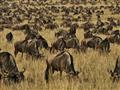 Masai Mara - V období migrácie sa po savane presúva približne 1,5 milióna pakoní a ďalších stádových