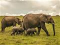 Masai Mara - Slonie rodiny môžete nájsť kdekoľvek v parku, ale i mimo