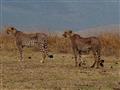 Masai Mara - Budeme mať šťastie a uvidíme zvieratá pri love?