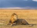 Masai Mara - Majestátny kráľ savany