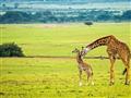 Masai Mara - Asi najgrandióznejšie zviera savany - žirafa