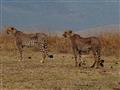 Masai Mara - Uvidíme gepardy, najrýchlejšie suchozemské zviera?