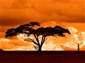 Najkrajšie západy slnka sú nad africkou savanou