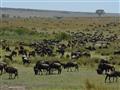 Snom vidieť Veľkú migráciu v Masai Mara alebo Serengeti je túžbou každého, kto sleduje dianie na výc