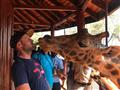 Nairobi - Žirafie centrum, kde sa môžete nechať 