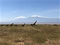 Safari pod Kilimandžárom je pre Amboseli asi najvýstižnejšie meno. Každý by chcel mať takéto až gýčo
