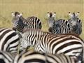 Zebry stepné sú súčasťou Veľkej migrácie a sú často akýmsi predvojom pakoní. Živia sa dlhšou trávou 