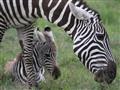 Zebry na rozdiel od pakoní majú mláďatá počas celého roka. Každá zebra má unikátne pruhovanie. Na id