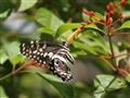 V dedinke Paje pri pralese je aj projekt na chov lokálnych motýľov. Odchovávajú a vypúšťajú pôvodné 