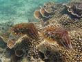 Zanzibar a jeho hlavný ostrov Unguja je koralového pôvodu na rozdiel od ostrova Pemba. Podmorský sve