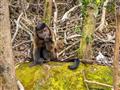 Na ostrove nás vítajú opičky kapucínky. foto: Ľubor Kučera – BUBO