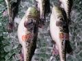 Vyskúšate aj jedovatú rybu fugu?
foto?: ĽUBOŠ FELLNER - BUBO