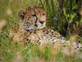Gepard na rozdiel od leoparda nevie loziť po stromoch, nemá zaťahovateľné drápy. Na rozdiel od leopa