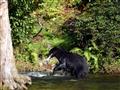 Tu sa naučíte rozoznávať medveďa grizly od baribala, čo je pre miestnych ľudí žijúcich v divočine ve