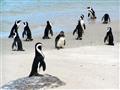 Simons Town - prvý pár tučniakov sem zavítal nedávno, ale odvtedy sa kolónia rozrástla na niekoľko t