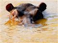 Kalné vody rieky Chobe a najnebezpečnejšie zviera Afriky