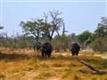 Kruger NP - Budeme hľadať stáda slonov