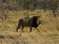 Kruger NP - levie samce s čiernou hrivou sa objavia zriedka, ale šanca je vždy