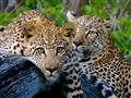 Kruger NP - leopard je nočný lovec a cez deň sa ukrýva na stromoch alebo v kroví