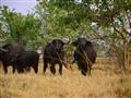 Kruger NP - stádo byvolov môže byť nebezpečnejšie ako šelmy