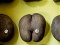 V jednom orechu, ktorý váži až štyridsať kilogramov, sú tri takéto plody, ktorý sa každý predáva tak
