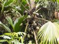 Samičie palmy s plodmi coco-de-mer, o ktorých si námorníci dlho mysleli, že sa rodia pod morom. Obro