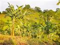 Preleteli sme do najkrajšej časti Kolumbie a teraz ochutnáme eoxtické ovocie priamo zo stromu. Banán