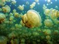 V Národnom parku Rock Islands sa nachádza jazierko plné medúz, s ktorými sa dá plávať.
foto: archív 