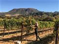 Groot Constantia je najstaršia vinica založená v južnej Afrike, KWV zasa tou najväčšou. Ochutnajte i
