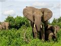 Najpočetnejším zvieraťom v Chobe je slon. Zo 130.000 slonov žijúcich v Botswane, 65-80 tisíc ich žij