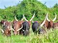 V Ugande je relatívne bežný dlhorohý dobytok watusi. Mohutné rohy majú samce aj samice a stáda sú sk