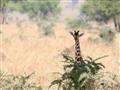Z ničoho nič sa ukáže prvá žirafa...vystrčí svoj dlhý krk spoza stromu. Koľko má žirafa stavcov? Ako