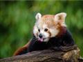 Navštívime ZOO s Červenou pandou, snežnými tigrami a leopardmi. foto: archív BUBO