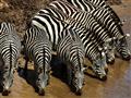 Serengeti - zebry sa tu vyskytujú v stádach popri ďalších obyvateľoch savany