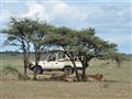Serengeti - kde sú bylinožravce, tam sú aj predátori. Uvidíme ich loviť?