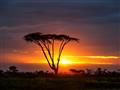 Serengeti - hovorí sa, že západy slnka sú najkrajšie v Afrike