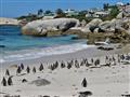 Simon's Town a jeho pláž Boulders si tučniaky vyhliadli už pred niekoľkými desaťročiami. Teraz má tá