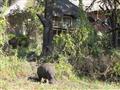 Mestečko Kasane v Botswane je na okraji národného parku Chobe a zvieratá z parku často prichádzajú d