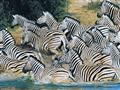 Rodina zebier sa skladá zo samca, 2-3 samíc a ich potomkov. Kvôli bezpečnosti sa spája niekoľko rodí