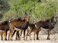 Nádherná a jedna z najväčších antilop sveta žije v rodinných skupinách, ale býva vidno aj osamotené 